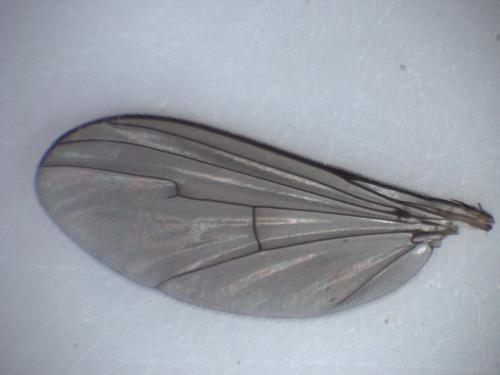 Réf. 324 675 : Dolichopus griseipennis